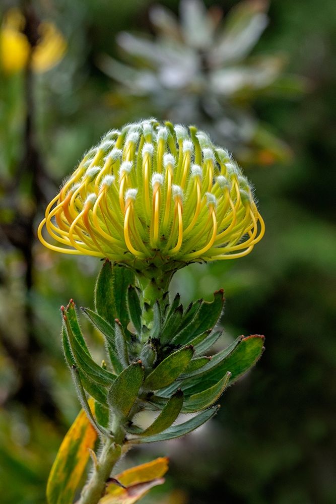 Pincushion flower